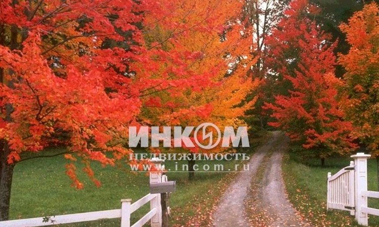 Солнечная опушка