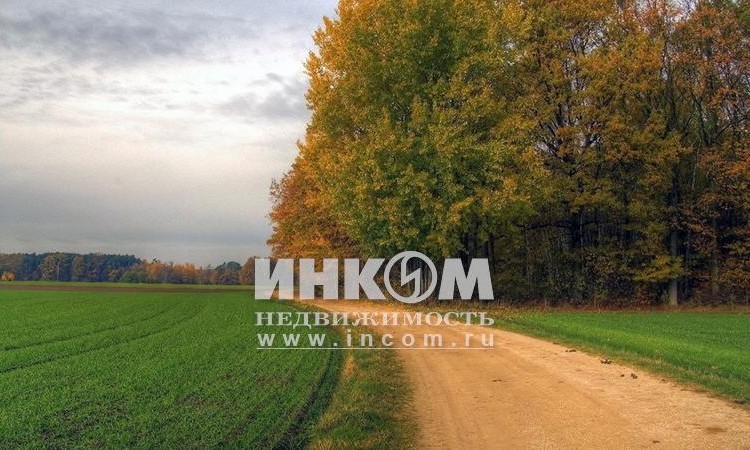 Солнечная опушка