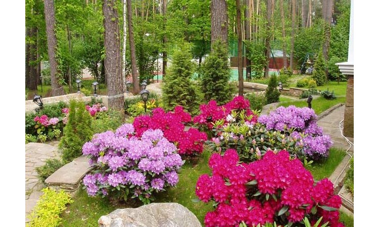 Сосновый бор (Николина Гора)