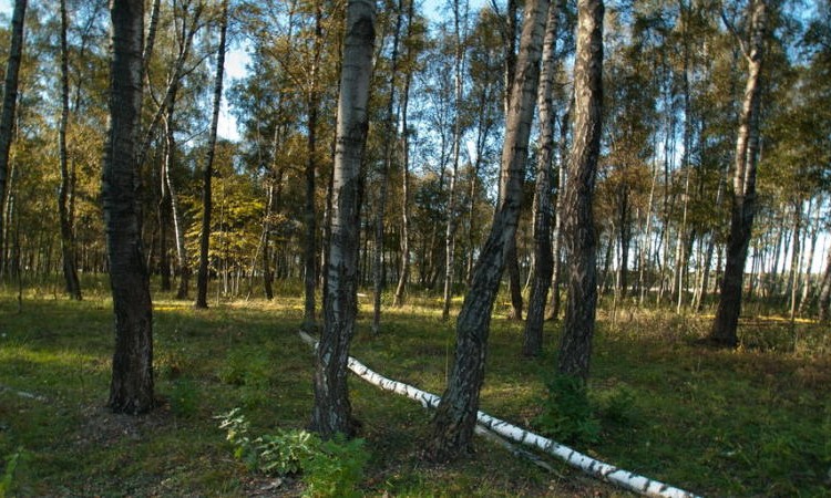 Старые Кузьменки