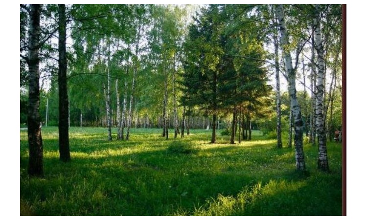 Тополь