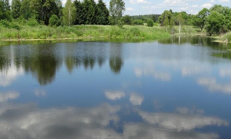 Фаворит
