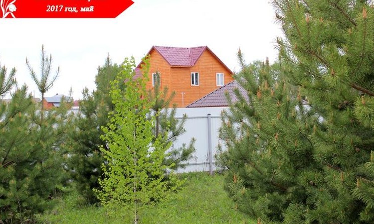 Янтарный