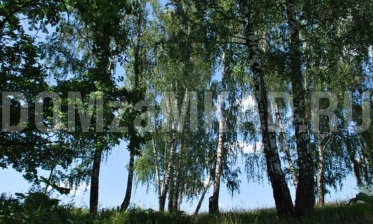 Янтарный берег